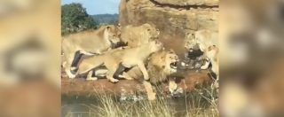 Copertina di Come ne Il re leone: lotta all’ultimo sangue tra le leonesse e il maschio. Lo shock dei visitatori del safari