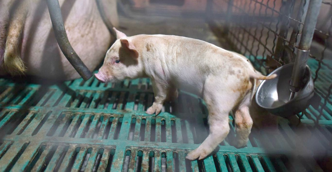 Cina, consumo di massa di carne di maiale: emergenza rifiuti. E l’80% delle falde è inquinato