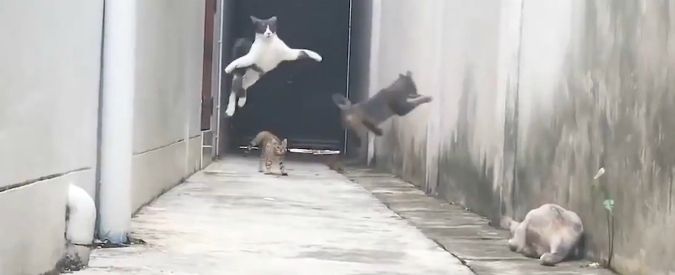 Copertina di Contro i “bulli” del quartiere, la fuga di questo gatto tra salti e planate è da tutta da ridere. Guarda come va a finire