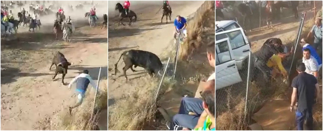 Copertina di La festa taurina finisce nel terrore, il toro incorna un uomo di 54 anni dove fa più male: è in terapia intensiva