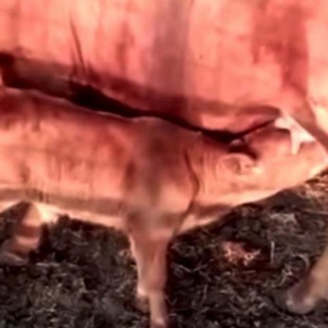 Israele, è nato il vitello rosso: sarebbe presagio della fine del mondo