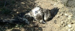 Copertina di Bracconaggio, abbattuto avvoltoio capovaccaio: era uno degli ultimi in Italia