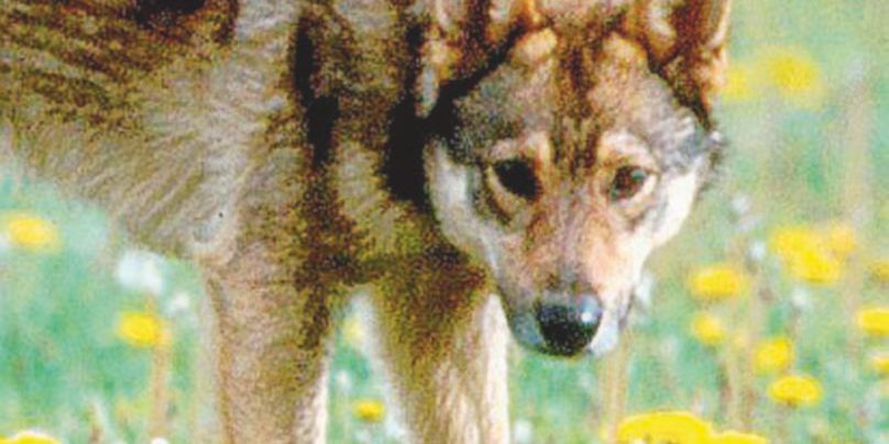 “Parchi senza fondi e personale” “Parchi senza fondi e personale”