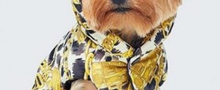 Copertina di Moschino per H&M, arriva la collezione di cappottini per cani più stilosa di sempre