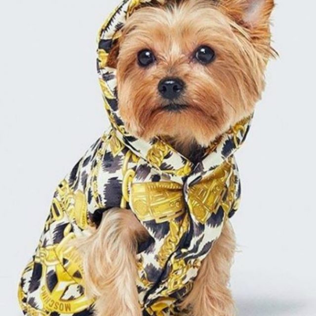 Moschino per H&M, arriva la collezione di cappottini per cani più stilosa di sempre