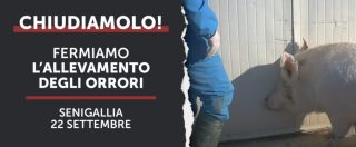 Maiali uccisi a martellate, l’allevamento degli orrori a Senigallia non è un caso isolato