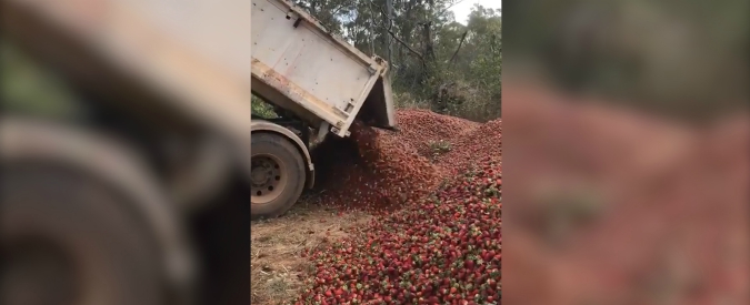 Copertina di Follia in Australia, ci sono aghi nelle fragole: tonnellate di frutta buttata via. Lo sfogo di una produttrice