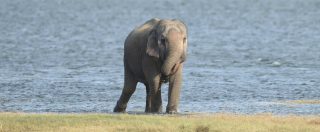 Copertina di Cina, traffico di pelle di elefante: è boom. “Il modo più rapido per estinguere la specie”