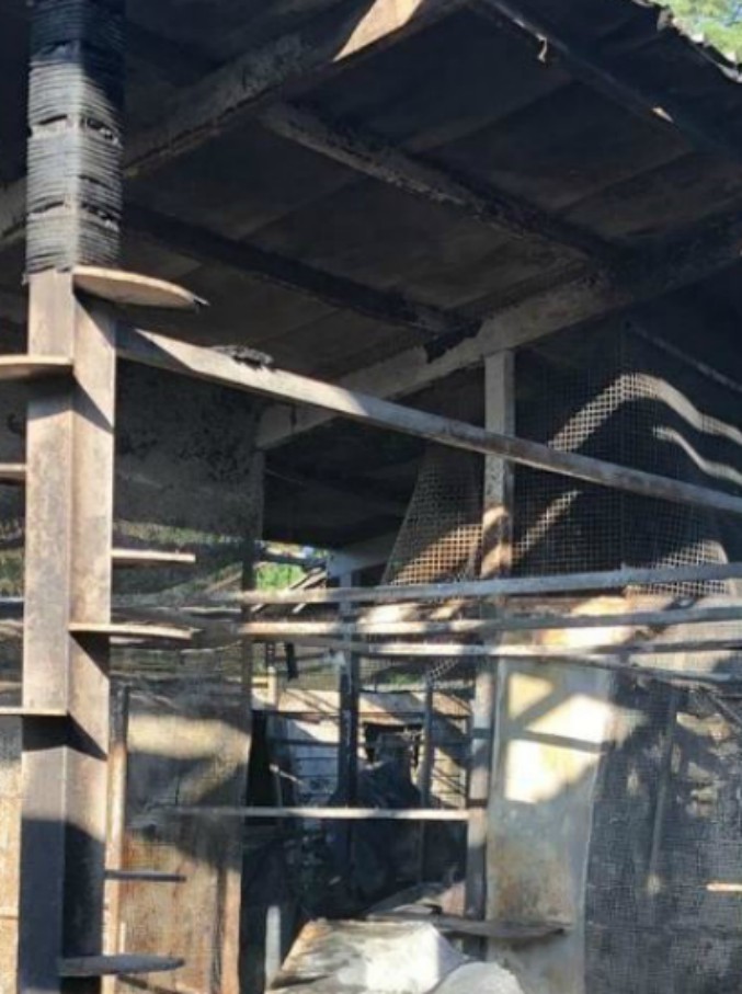 Copertina di Rho, in fiamme un rifugio per animali: cento gatti morti carbonizzati