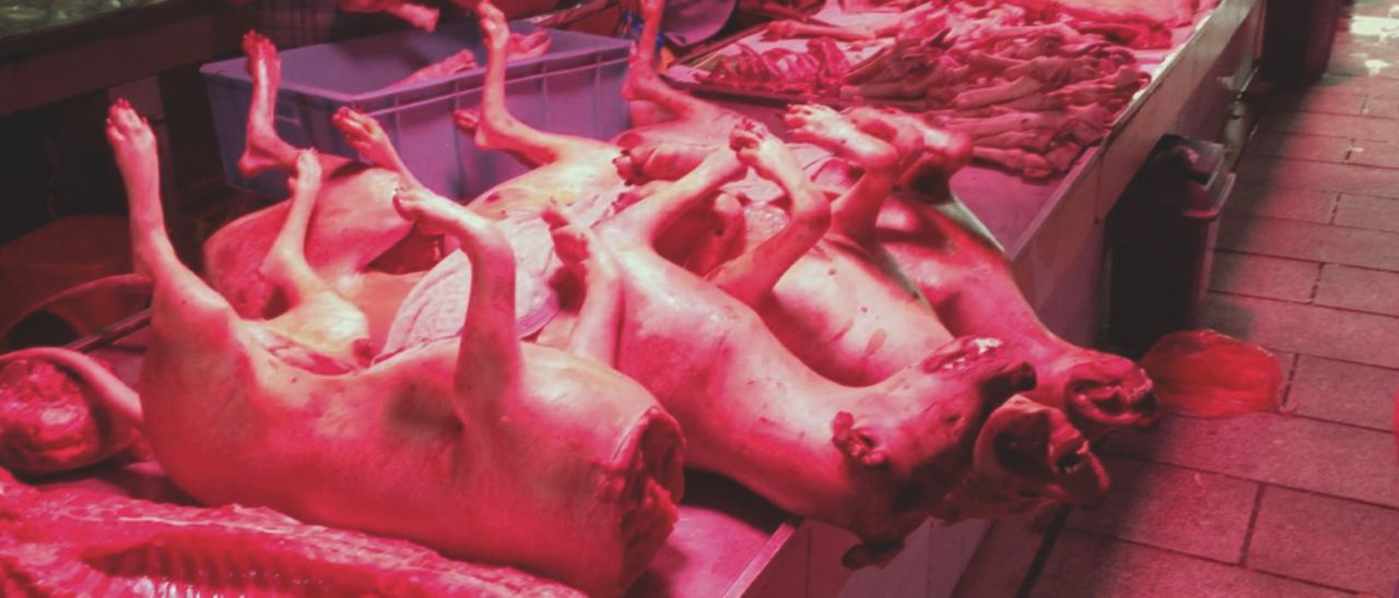 Yulin, la mattanza dei cani che diventano bistecche