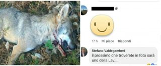 Copertina di Veneto, il commento del consigliere sotto la foto di un lupo ucciso: “Il prossimo sarà uno della Lav”