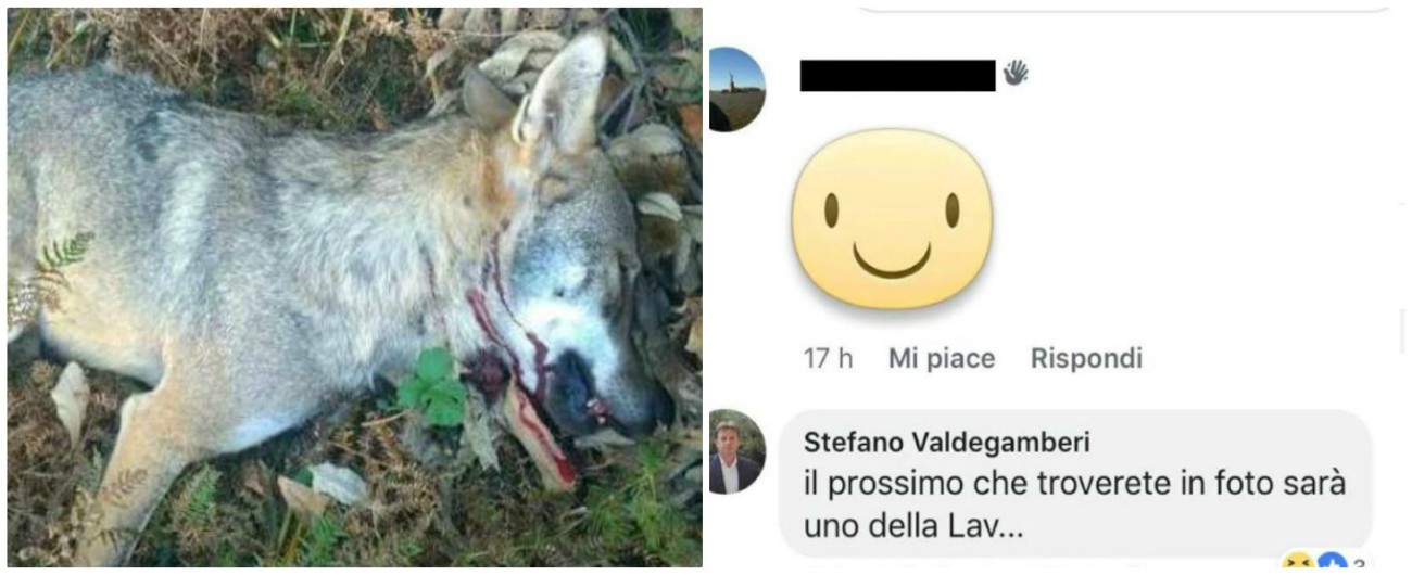 Veneto, il commento del consigliere sotto la foto di un lupo ucciso: “Il prossimo sarà uno della Lav”