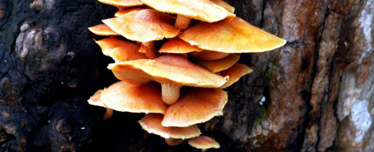 Alpi Apuane, i sindaci contro l’invasione dei raccoglitori di funghi: “Prima i residenti”