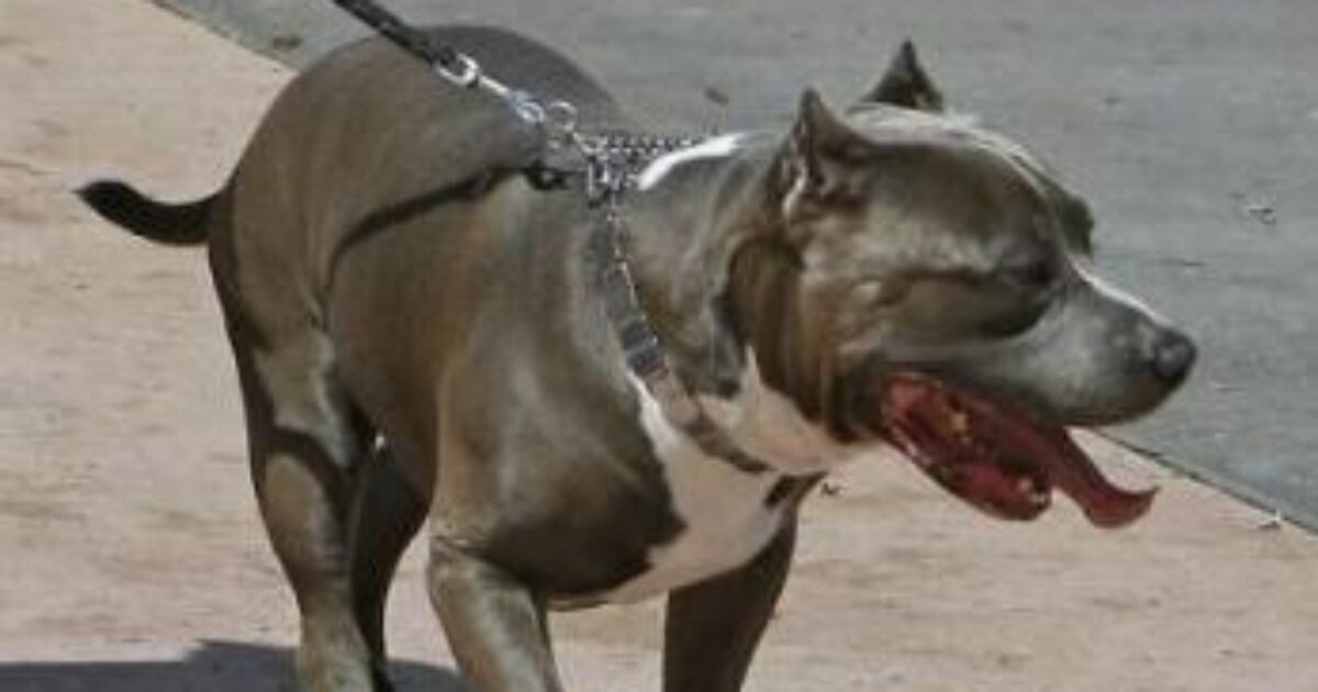bambino di 4 anni aggredito da un pitbull nelle marche ricoverato in condizioni gravi