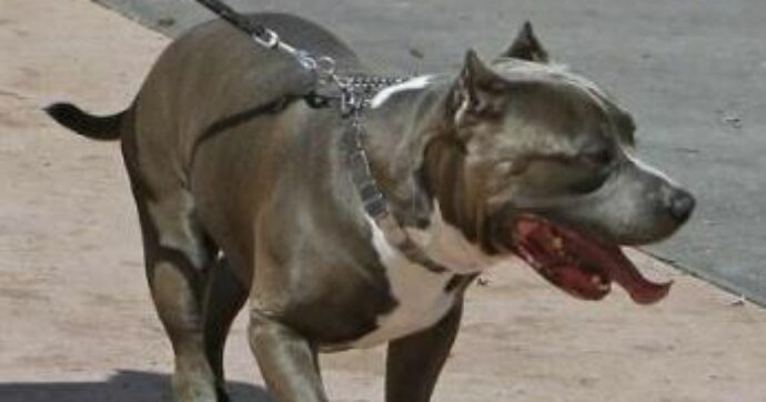 Bambino di 4 anni aggredito da un pitbull nelle Marche: ricoverato in condizioni gravi