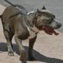 Copertina di Bambino di 4 anni aggredito da un pitbull nelle Marche: ricoverato in condizioni gravi