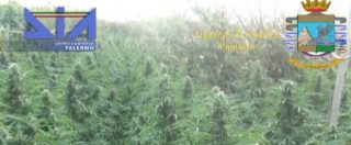 Copertina di Partinico, maxi operazione anti droga: sequestrate 6 tonnellate di piante di marijuana. 4 arresti