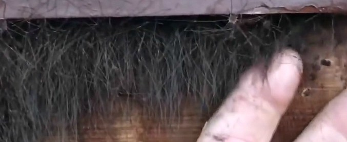 Copertina di “Un’invasione mai vista”. La scoperta nel cortile di casa è da film horror (video vietato agli aracnofobici)