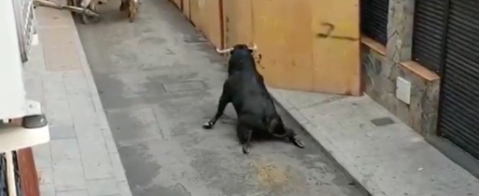 Copertina di Spagna, denuncia del partito animalista: “Toro con le gambe spezzate all’encierro”. Il video è straziante
