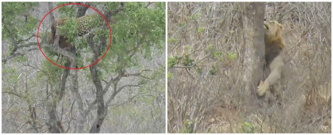 Copertina di L’insospettabile agilità del leone: si arrampica su un albero per rubare il pranzo al leopardo. Ecco come va a finire