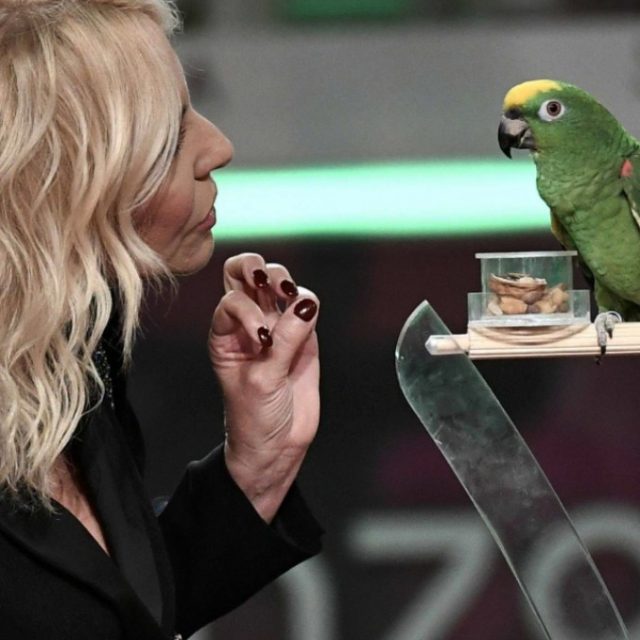 Il tribunale di Milano indaga sul pappagallo di Portobello: “È altamente equilibrato, ottimamente socializzato e…”