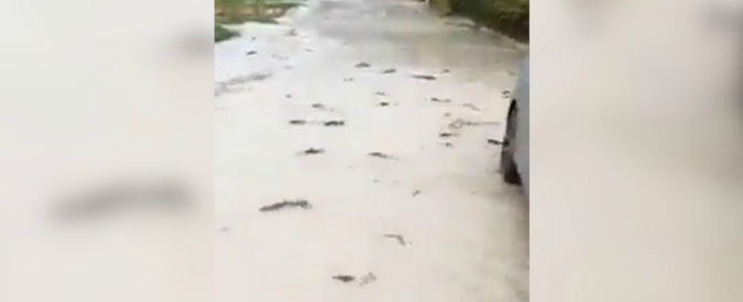 Copertina di Trentino, esonda il fiume Brenta per il maltempo: a Levico i pesci nuotano in strada