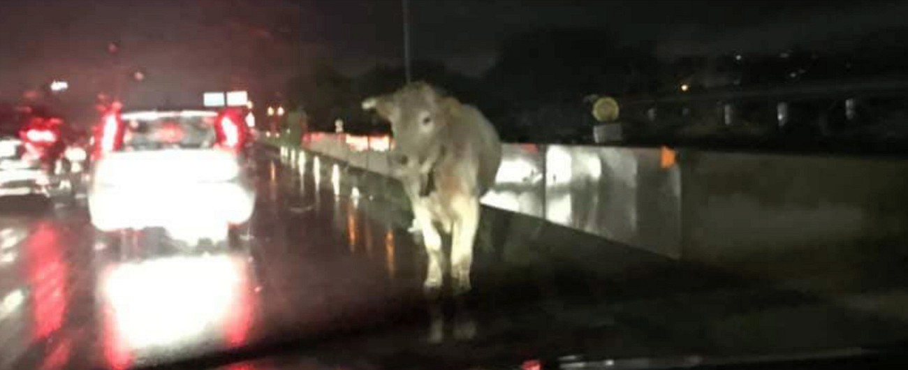 Copertina di Come una vacca in tangenziale, caos a Reggio Calabria: ferisce un pompiere e manda il traffico in tilt