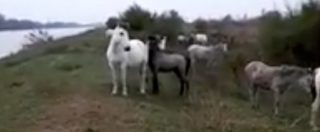 Copertina di Ferrara, strage cavalli nel Delta del Po. Volontari cercano di salvare animali nel maneggio abbandonato
