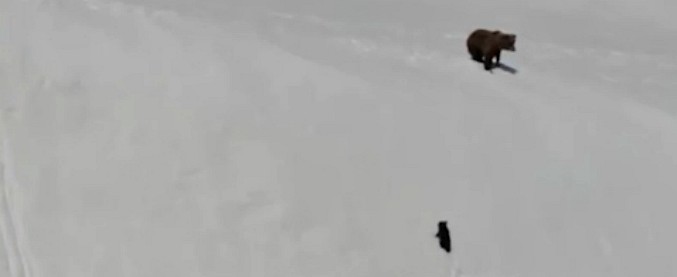 Copertina di Quando gli animali danno lezioni di vita: il video della scalata di mamma orsa con il suo cucciolo fa il giro del mondo