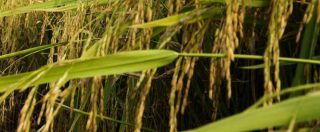 Copertina di Dazi, Ue si spacca sul riso asiatico: si va verso la reintroduzione della tassa. Centinaio: ‘Ora clausola di salvaguardia’