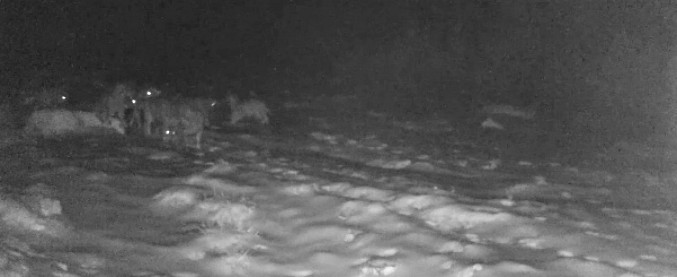 Copertina di Maltempo, branco di lupi in fuga sull’altopiano di Asiago durante la tempesta. Le immagini riprese da un biologo