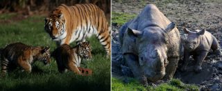 Copertina di Cina, rimosso il divieto di commercio di ossa di tigre e corni di rinoceronte. Wwf: “Conseguenze devastanti”