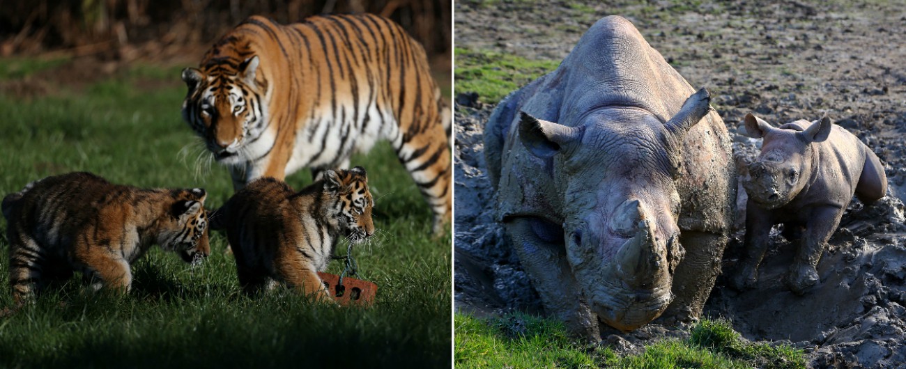 Cina, rimosso il divieto di commercio di ossa di tigre e corni di rinoceronte. Wwf: “Conseguenze devastanti”
