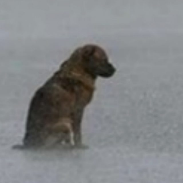 Cane cieco si perde nel traffico mentre piove a dirotto: la polizia lo trova impaurito a bagnato fradicio. Ma arriva il lieto fine