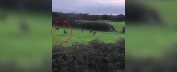 Copertina di Bari, l’emozionante avvistamento di un branco di lupi a Noci. Coldiretti avverte: “In aumento le aggressioni”