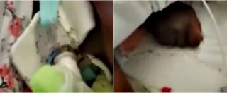 Copertina di Napoli, donna ricoperta di formiche sul lettino dell’ospedale: aperta inchiesta interna dopo videodenuncia