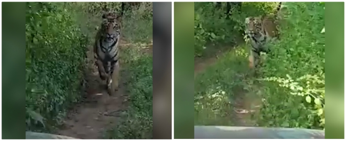 Copertina di Safari sì, ma attenti alle tigri: il felino insegue il gruppo di turisti che fuggono terrorizzati. Ecco come va a finire