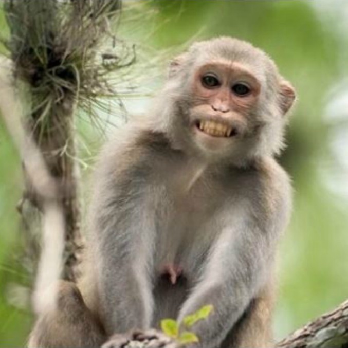 Scimmietta dispettosa per Bambini T Shirt BUFFA Testa Corpo SCIMMIE Banana Scimmia Animale 