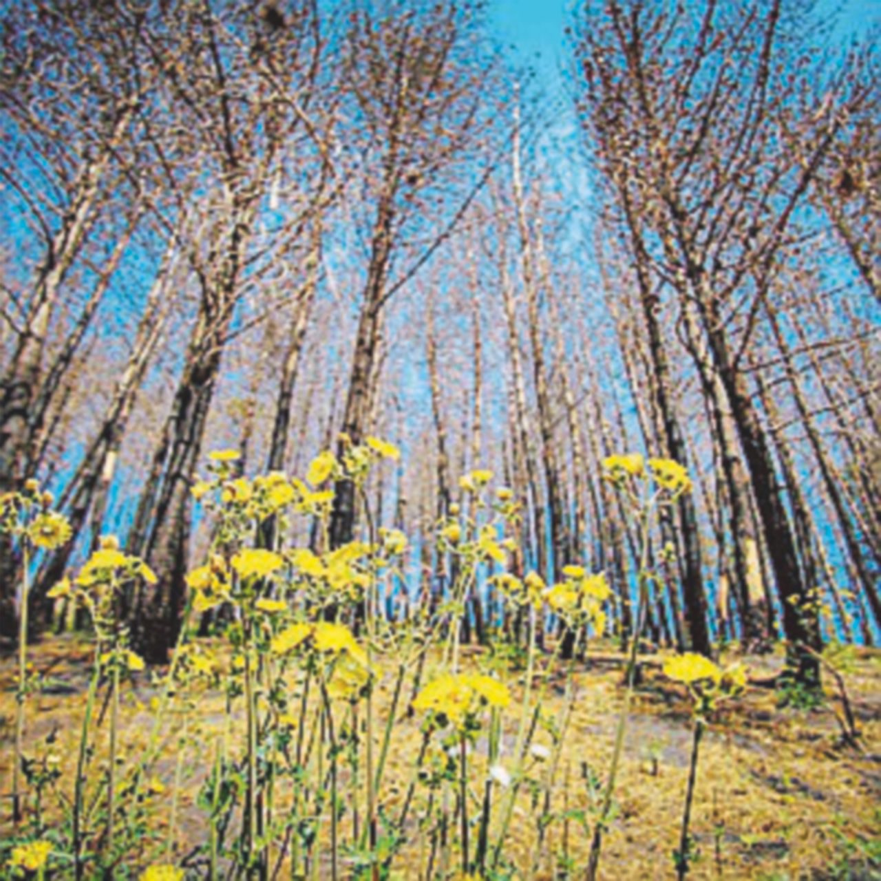 La scomparsa degli ambientalisti