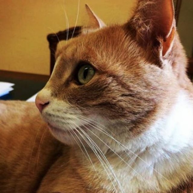 E’ morto il gatto Gino, simbolo di San Giovanni in Persiceto, adorato da tutto il web