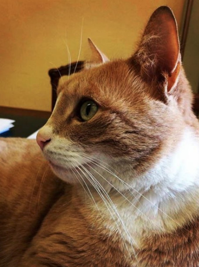 E’ morto il gatto Gino, simbolo di San Giovanni in Persiceto, adorato da tutto il web