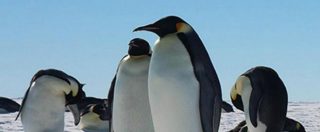 Copertina di Antartide, gruppo di pinguini con cuccioli rischia la morte: troupe Bbc interviene e li salva