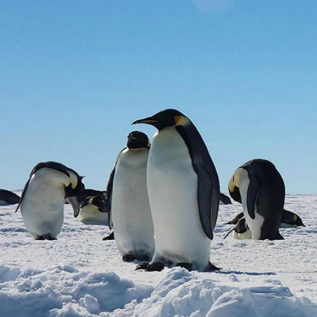Antartide, gruppo di pinguini con cuccioli rischia la morte: troupe Bbc interviene e li salva