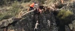 Copertina di La scena di caccia è crudele: i cani volano nel dirupo mentre inseguono un cervo. Polemica dopo la diffusione del video