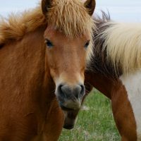 I tipici cavalli islandesi.