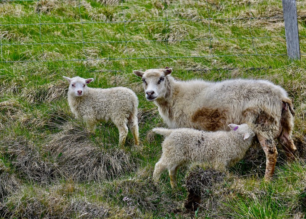 Le pecore fanno parte del traffico islandese.