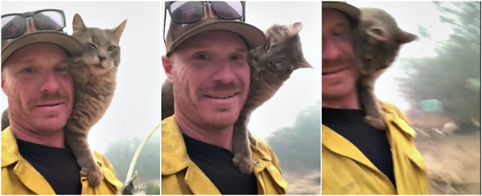 Copertina di California, il gatto salvato dalle fiamme non si stacca dalle spalle del pompiere. La tenerezza nella devastazione degli incendi