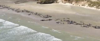 Copertina di Nuova Zelanda, strage di balene sull’isola di Stewart: oltre 140 esemplari morti in uno spiaggiamento massa