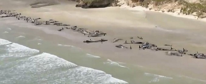 Copertina di Nuova Zelanda, strage di balene sull’isola di Stewart: oltre 140 esemplari morti in uno spiaggiamento massa