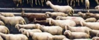 Copertina di Lecco, gregge di pecore in transumanza si “sbafa” le siepi di alcuni condomini: le foto diventano virali